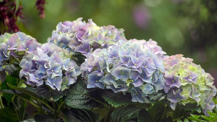 Hydrangea plant not flowering