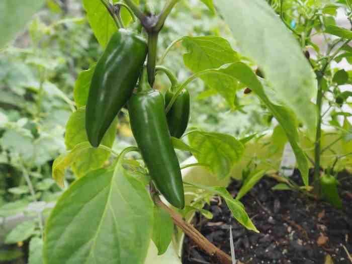 Jalapeno pepper plant flowers