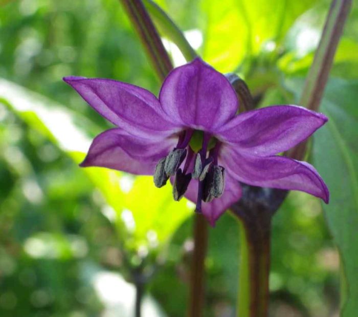 Jalapeno pepper plant flowers