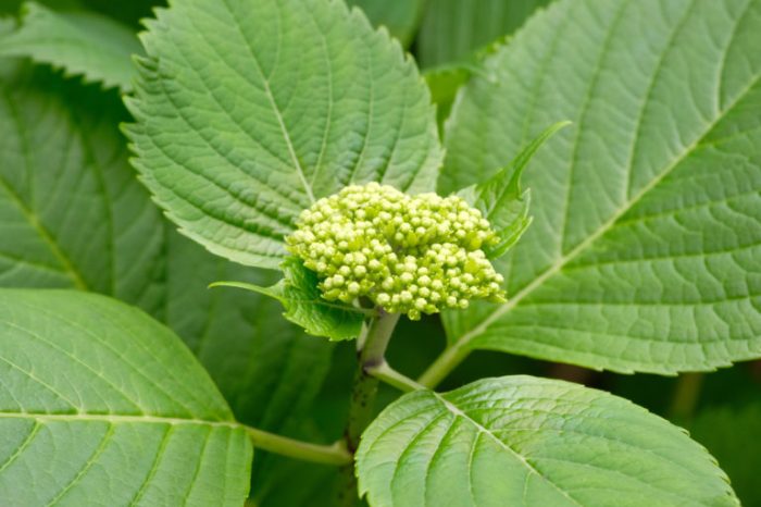 Hydrangea plant not flowering