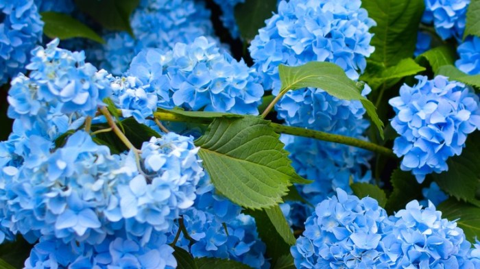 Bloom hydrangea surprising